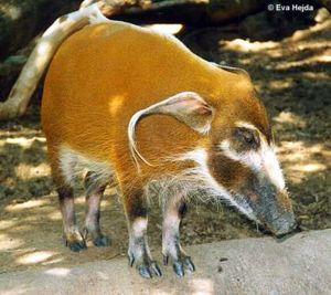 Pinselohrschwein